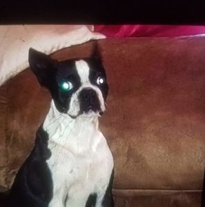 Meet your Posher, Bennie